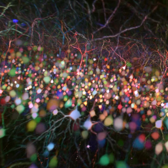 Microscopie multi-photons…et multifacettes